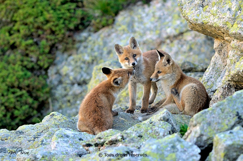Sélectionnée Concours international de photographie animalière et de nature de Montier en Der 2010.
Sélectionnée concours photos Wild Wonders Of
Europe, septembre 2011.
Renardeaux (Vulpes vulpes) REF:DSC8461.