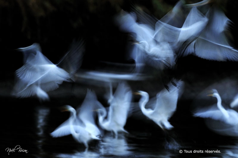 Sélectionnée Concours international de photographie animalière et de nature de Montier en Der 2010. Grandes Aigrettes (Ardea alba).REF:AAA3125.LA