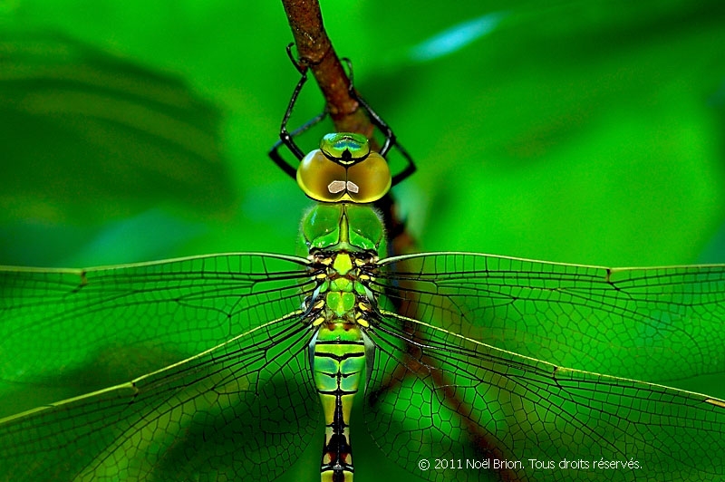 Sélectionnée concours international de photographie animalière et de nature de Montier en Der 2010. Libelulle Anax empereur (Anax imperator). REF: 0872