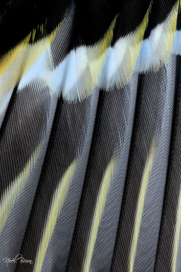 Prix Graphisme et matière: Concours international photo animalière et de nature de Montier en Der 2009. Plumage de pinson des arbres (Fringilla coelebs).