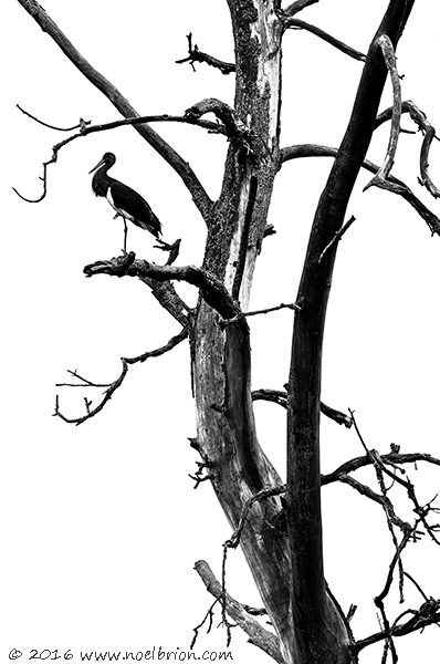 Sélectionnée à la BBC pour le concours Wildlife photographer on the year 2016, pour le vote du public.