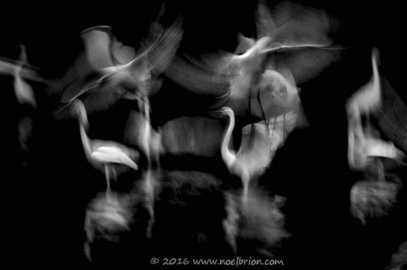 Sélectionnée à la BBC pour le concours Wildlife photographer on the year 2016, pour le vote du public.