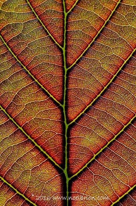 Sélection concours international de photographie animalière et de nature de Montier en der 2016.