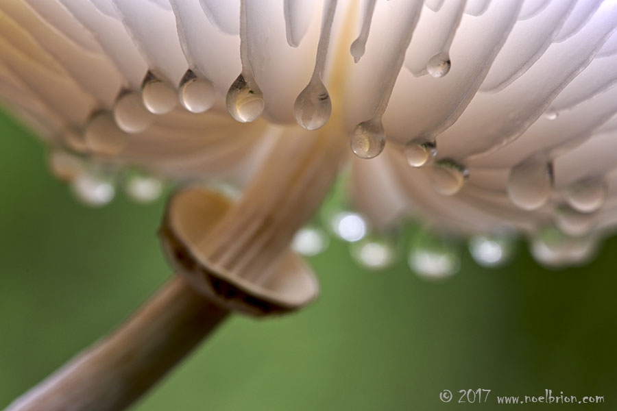 Sélection concours international de photographie animalière et de nature de Montier en Der 2017.
Champignon Mucidule visqueuse (oudmansiella micida) REF: ZZZ4567